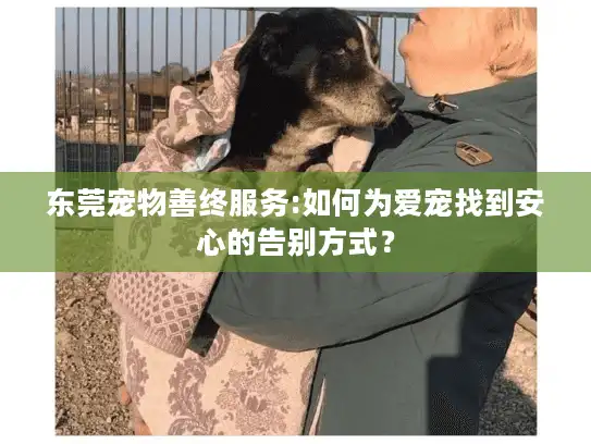 东莞宠物善终服务:如何为爱宠找到安心的告别方式? 东莞宠物善终服务:如何为爱宠找到安心的告别方式?