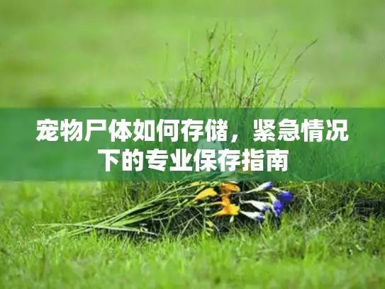 宠物尸体如何存储，紧急情况下的专业保存指南
