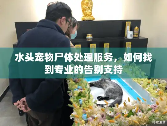 水头宠物尸体处理服务，如何找到专业的告别支持