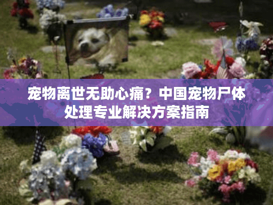 宠物离世无助心痛?中国宠物尸体处理专业解决方案指南 宠物离世无助心痛?中国宠物尸体处理专业解决方案指南