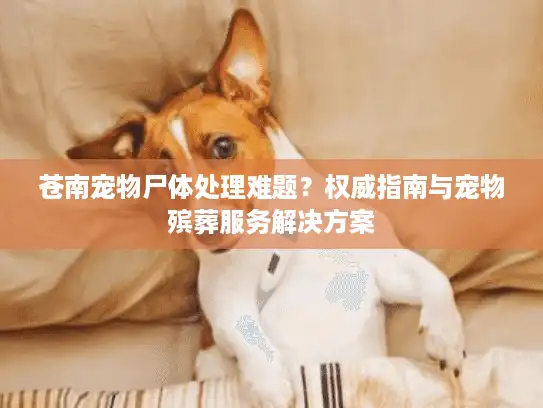 苍南宠物尸体处理难题？权威指南与宠物殡葬服务解决方案