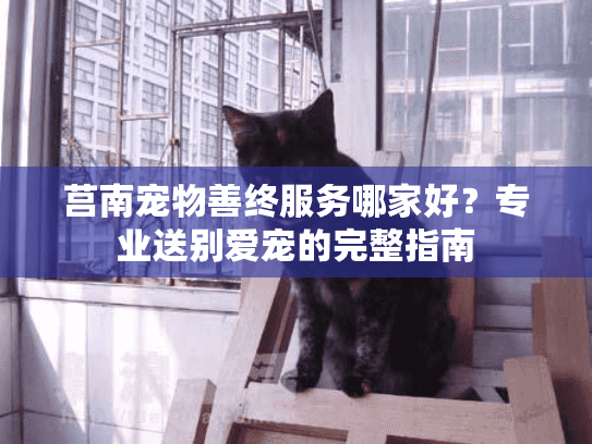 莒南宠物善终服务哪家好？专业送别爱宠的完整指南