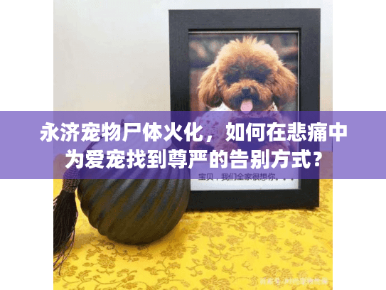 永济宠物尸体火化，如何在悲痛中为爱宠找到尊严的告别方式？