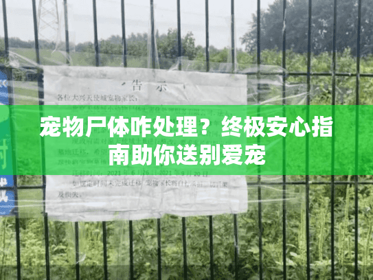 宠物尸体咋处理？终极安心指南助你送别爱宠