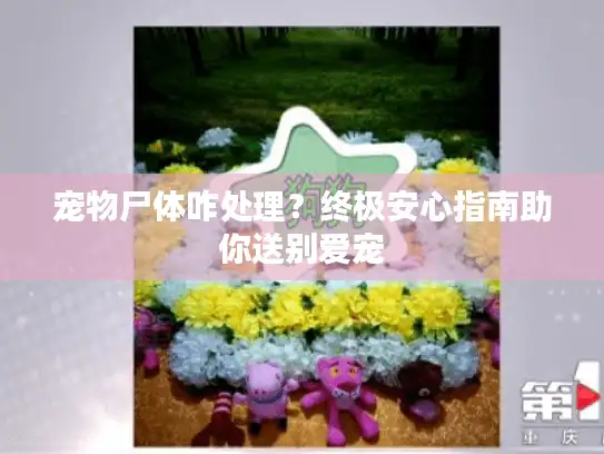 宠物尸体咋处理？终极安心指南助你送别爱宠
