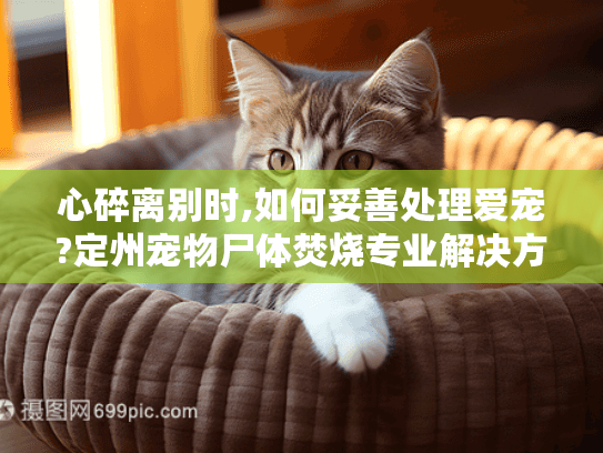心碎离别时,如何妥善处理爱宠?定州宠物尸体焚烧专业解决方案 心碎离别时,如何妥善处理爱宠?定州宠物尸体焚烧专业解决方案
