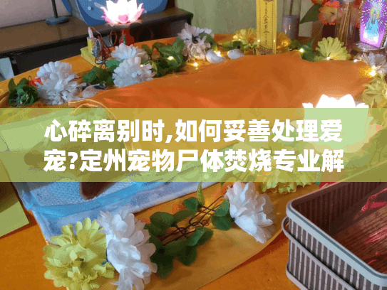 心碎离别时,如何妥善处理爱宠?定州宠物尸体焚烧专业解决方案 心碎离别时,如何妥善处理爱宠?定州宠物尸体焚烧专业解决方案