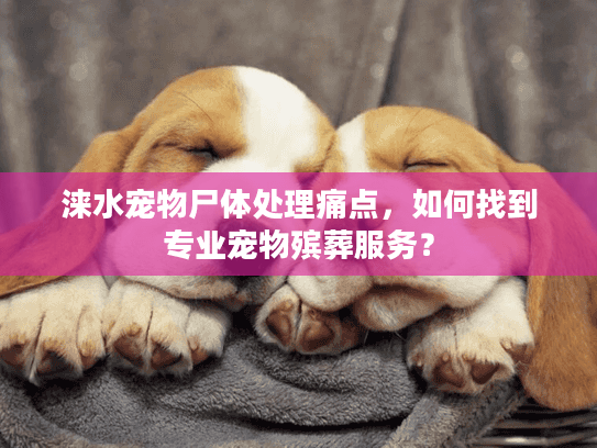 涞水宠物尸体处理痛点，如何找到专业宠物殡葬服务？