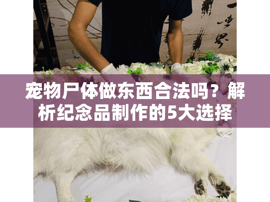 宠物尸体做东西合法吗?解析纪念品制作的5大选择 宠物尸体做东西合法吗?解析纪念品制作的5大选择