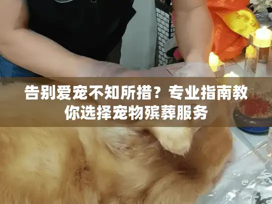 告别爱宠不知所措?专业指南教你选择宠物殡葬服务 告别爱宠不知所措?专业指南教你选择宠物殡葬服务