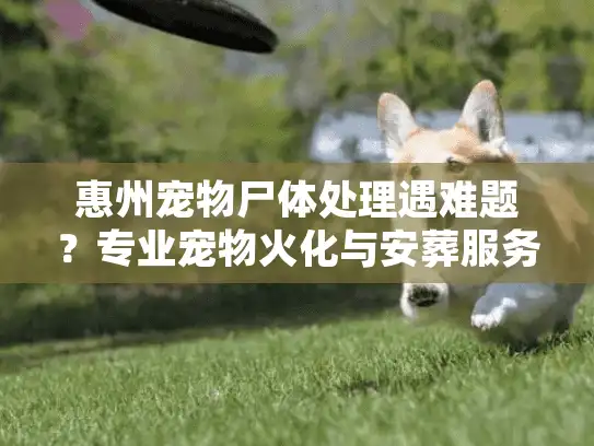 惠州宠物尸体处理遇难题？专业宠物火化与安葬服务全面解忧