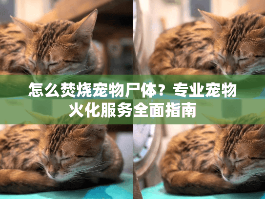 怎么焚烧宠物尸体？专业宠物火化服务全面指南