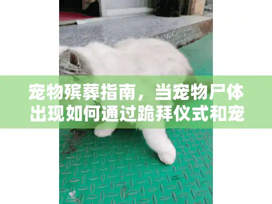 宠物殡葬指南，当宠物尸体出现如何通过跪拜仪式和宠物电影表达哀思？