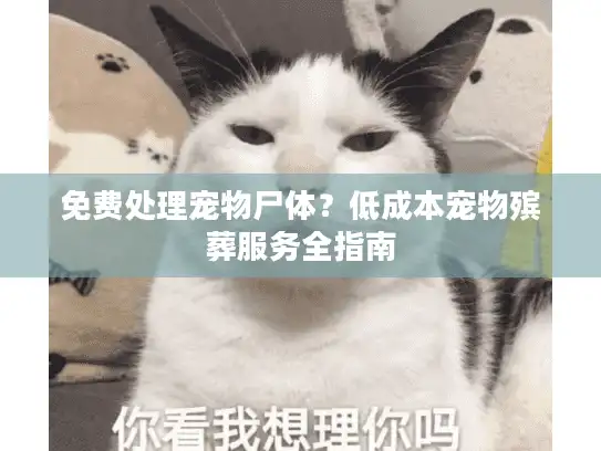 免费处理宠物尸体?低成本宠物殡葬服务全指南 免费处理宠物尸体?低成本宠物殡葬服务全指南