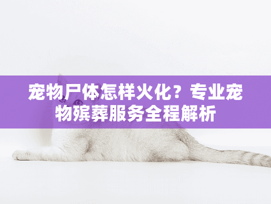 宠物尸体怎样火化？专业宠物殡葬服务全程解析