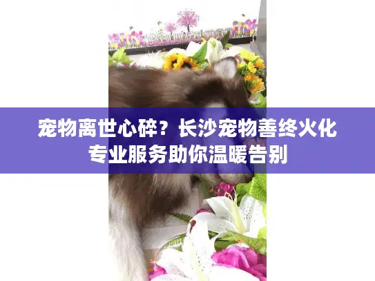 宠物离世心碎？长沙宠物善终火化专业服务助你温暖告别