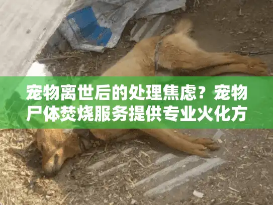 宠物离世后的处理焦虑？宠物尸体焚烧服务提供专业火化方案