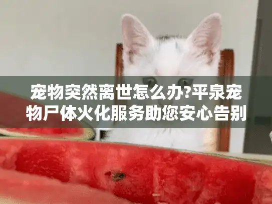 宠物突然离世怎么办?平泉宠物尸体火化服务助您安心告别