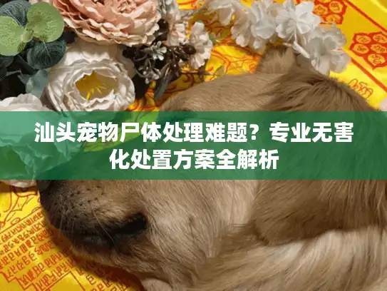 汕头宠物尸体处理难题？专业无害化处置方案全解析