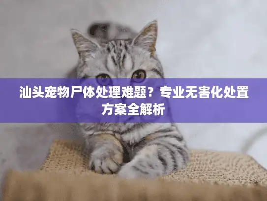 汕头宠物尸体处理难题？专业无害化处置方案全解析