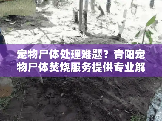 宠物尸体处理难题?青阳宠物尸体焚烧服务提供专业解决方案 宠物尸体处理难题?青阳宠物尸体焚烧服务提供专业解决方案