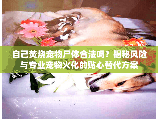 自己焚烧宠物尸体合法吗？揭秘风险与专业宠物火化的贴心替代方案
