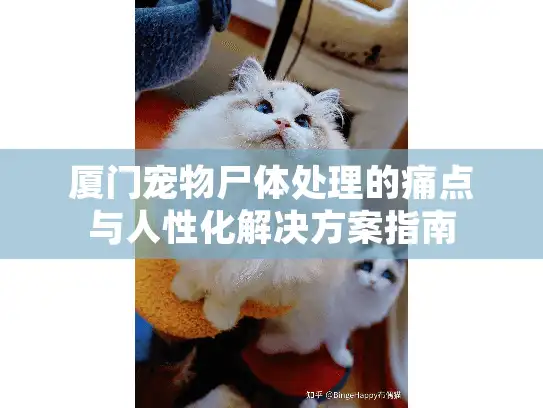 厦门宠物尸体处理的痛点与人性化解决方案指南 厦门宠物尸体处理的痛点与人性化解决方案指南