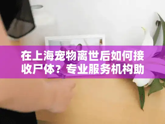 在上海宠物离世后如何接收尸体？专业服务机构助您安心