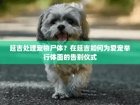 延吉处理宠物尸体？在延吉如何为爱宠举行体面的告别仪式