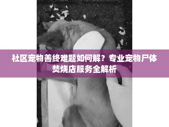 社区宠物善终难题如何解？专业宠物尸体焚烧店服务全解析