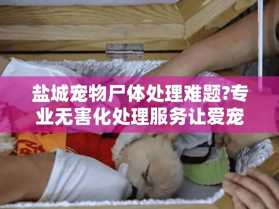 盐城宠物尸体处理难题?专业无害化处理服务让爱宠体面告别