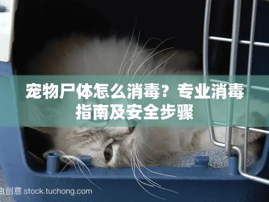 宠物尸体怎么消毒？专业消毒指南及安全步骤