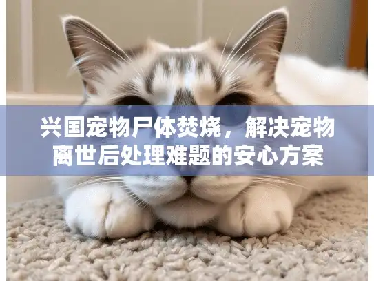 兴国宠物尸体焚烧，解决宠物离世后处理难题的安心方案