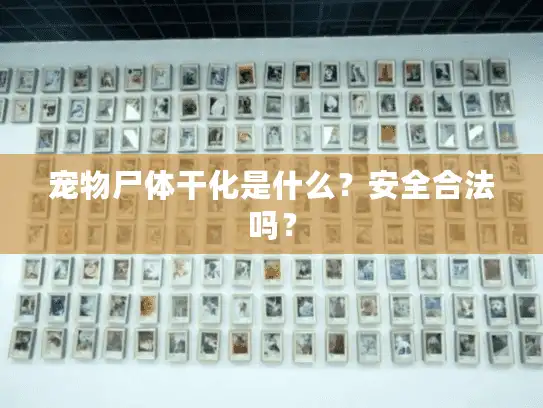 宠物尸体干化是什么？安全合法吗？