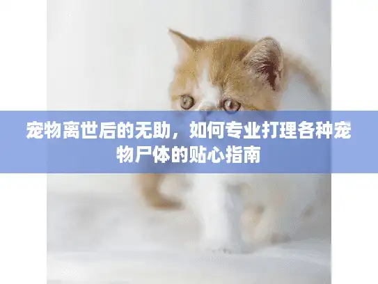 宠物离世后的无助，如何专业打理各种宠物尸体的贴心指南