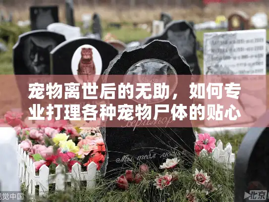 宠物离世后的无助，如何专业打理各种宠物尸体的贴心指南
