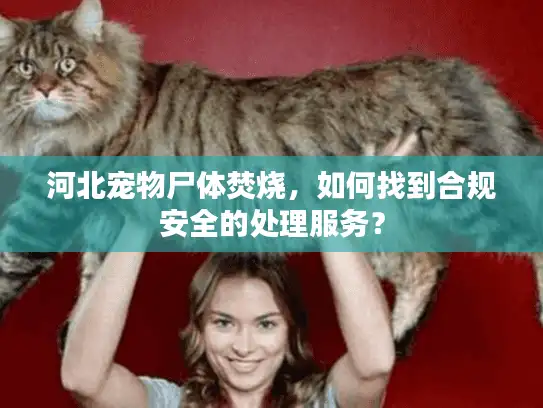 河北宠物尸体焚烧,如何找到合规安全的处理服务? 河北宠物尸体焚烧,如何找到合规安全的处理服务?