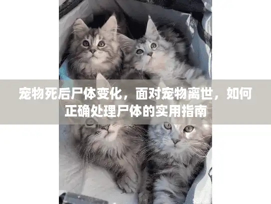 宠物死后尸体变化,面对宠物离世,如何正确处理尸体的实用指南 宠物死后尸体变化,面对宠物离世,如何正确处理尸体的实用指南
