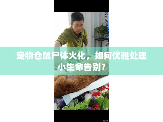 宠物仓鼠尸体火化,如何优雅处理小生命告别? 宠物仓鼠尸体火化,如何优雅处理小生命告别?