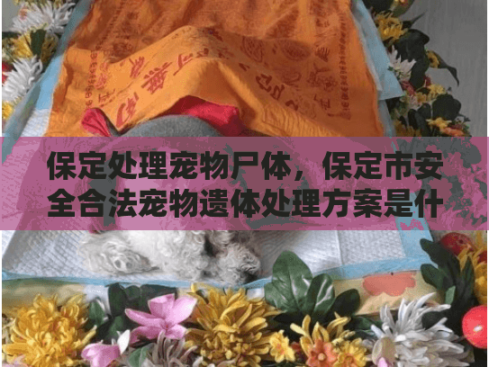 保定处理宠物尸体，保定市安全合法宠物遗体处理方案是什么？