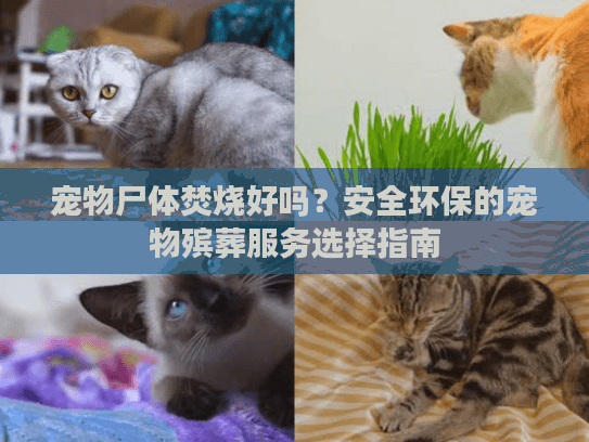 宠物尸体焚烧好吗?安全环保的宠物殡葬服务选择指南 宠物尸体焚烧好吗?安全环保的宠物殡葬服务选择指南