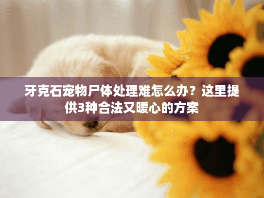 牙克石宠物尸体处理难怎么办？这里提供3种合法又暖心的方案