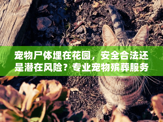 宠物尸体埋在花园，安全合法还是潜在风险？专业宠物殡葬服务全面对比