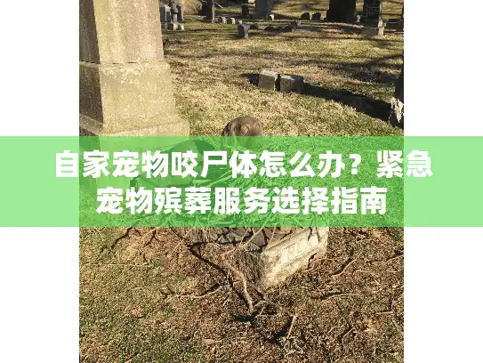 自家宠物咬尸体怎么办？紧急宠物殡葬服务选择指南