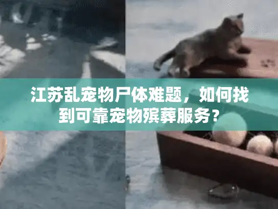 江苏乱宠物尸体难题，如何找到可靠宠物殡葬服务？