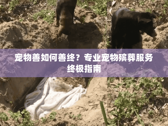 宠物善如何善终?专业宠物殡葬服务终极指南 宠物善如何善终?专业宠物殡葬服务终极指南