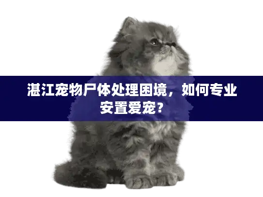 湛江宠物尸体处理困境，如何专业安置爱宠？