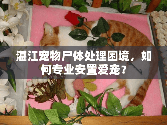 湛江宠物尸体处理困境，如何专业安置爱宠？