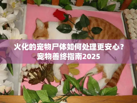 火化的宠物尸体如何处理更安心？宠物善终指南2025