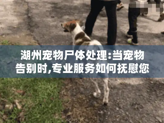 湖州宠物尸体处理:当宠物告别时,专业服务如何抚慰您的伤痛